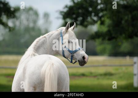 Pur-sang arabe, jument gris Banque D'Images