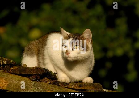 Maison chat sur le toit d'un hangar à bois Banque D'Images