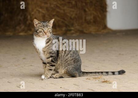 Tabby maison chat dans l'entrée stable Banque D'Images