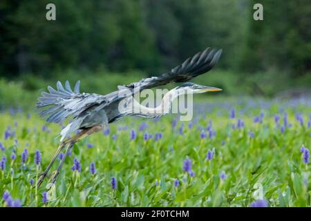 Grand héron bleu (Ardea herodias), hérons, animaux, oiseaux, Grand héron bleu, Parc national de la Mauricie, Québec, Canada Banque D'Images