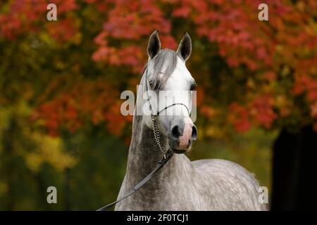 Pur-sang arabe, étalon gris Banque D'Images