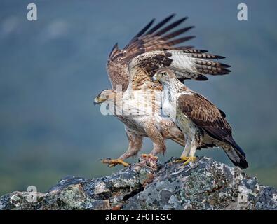 Aigle de Bonelli (Aquila fasciata), paire, avec partridge à pattes rouges capturé, Extremadura, Espagne Banque D'Images