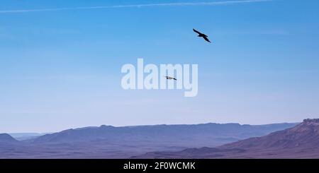 Deux corbeaux bruns à col Corvus ruficollis qui montent sur le vent Courants au-dessus du cratère de Makhtesh Ramon dans le Negev in Israël avec un ciel bleu ciel voilé Banque D'Images