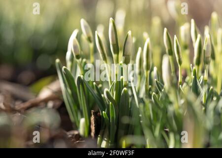 Délicate Snowdrop Galanthus nivalis avec des bourgeons non soufflés en journée ensoleillée, photo macro. Printemps. Banque D'Images