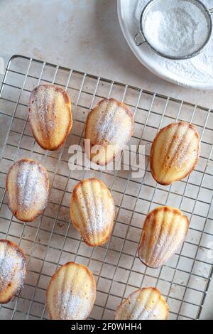 Plat de neuf gâteaux de madeleine fraîchement cuits sur un grille de refroidissement avec sucre glace sur fond neutre Banque D'Images