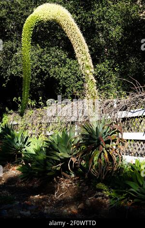 Queue de renard Agave ( Agave attenuata ) . Également connu sous le nom de queue de lion ou agave de col de cygne . Croissance en Californie du Sud, États-Unis Banque D'Images