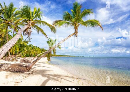Palmiers sur une belle plage tropicale ensoleillée en république Dominicaine Banque D'Images