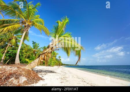 Palmiers sur une belle plage tropicale ensoleillée en république Dominicaine Banque D'Images