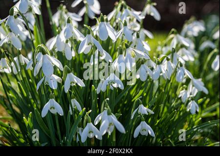 Les Snowdrops d'hiver fleurissent dans un champ en Irlande Banque D'Images