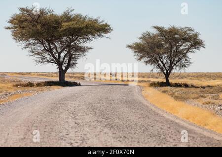 Dans la vaste prairie de la savane africaine, un oryx se trouve dans la chaleur scintillante à côté de la route de gravier avec deux acacia dans la partie occidentale Banque D'Images