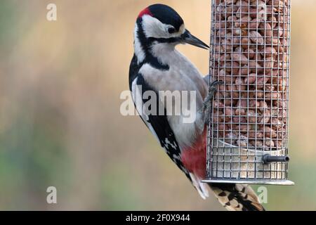 Un grand pic tacheté mâle (Dendrocopos Major), connu sous le nom de pic à pied, se nourrissant de arachides dans un mangeoire à oiseaux de jardin Banque D'Images