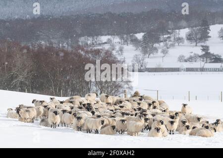 Un flock de mouton écossais de Blackface profitant de la lumière du soleil entre Averses de neige dans l'Aberdeenshire rural Banque D'Images