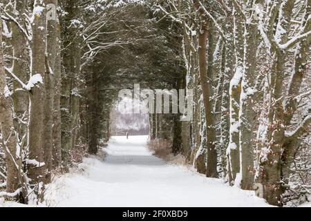 Une allée couverte de neige traversant un tunnel d'arbres (Sitka Spruce, Scots Pine & Beech) dans la campagne de l'Aberdeenshire Banque D'Images