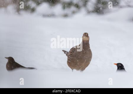 Un phéasant femelle (Phasianus colchicus) et deux oiseaux noirs (Homme et femme) Recherche de nourriture en hiver quand il neige Banque D'Images
