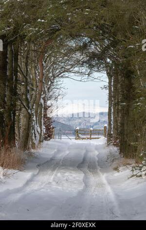 Voies de véhicules sur une allée couverte de neige bordée d'arbres, principalement l'épinette et le pin, dans l'Aberdeenshire Banque D'Images