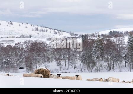 Le mouton écossais de Blackface s'est rassemblé autour de Ring Feeders sur les terres agricoles à Aberdeenshire pendant la neige d'hiver Banque D'Images