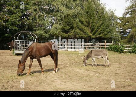 Un cheval et un âne dans le corral d'une ferme du Piémont, en Italie Banque D'Images