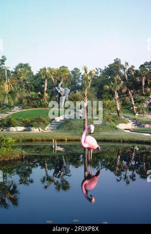 Flamingo - Jungle Golf - Myrtle Beach - Caroline du Sud ca. 1979 Banque D'Images