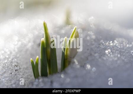 Délicate Snowdrop Galanthus nivalis avec des bourgeons non soufflés dans la neige en journée ensoleillée, photo macro Banque D'Images