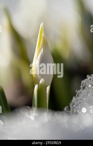 Délicate Snowdrop Galanthus nivalis avec des bourgeons non soufflés dans la neige en journée ensoleillée, photo macro Banque D'Images