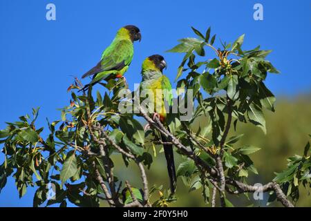 Paire de parakeet de nanday (Aratinga nenday), également connue sous le nom de parakeet à capuchon noir ou de conure de nanday, vue dans un parc public à Buenos Aires, en Argentine Banque D'Images