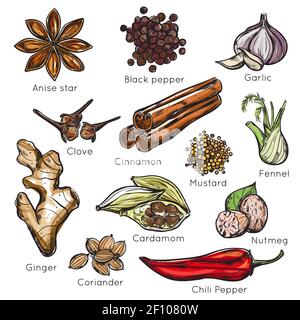 Jeu d'icônes d'épices indiennes colorées et isolées avec des titres illustration vectorielle de l'étoile anis au poivre noir à l'ail et au piment Illustration de Vecteur