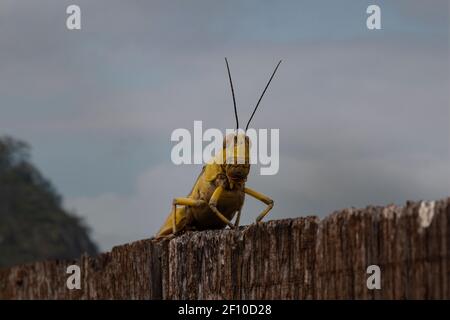 Grand Grasshopper s'est assis sur une clôture à Sabah, Bornéo. Banque D'Images