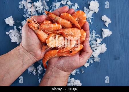 Mains de pêcheur tenant une poignée de crevettes rouges au-dessus de la glace Banque D'Images