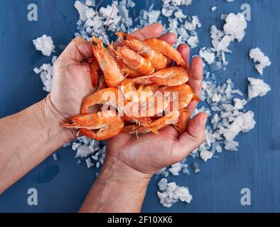 Mains de pêcheur tenant une poignée de crevettes rouges au-dessus de la glace Banque D'Images