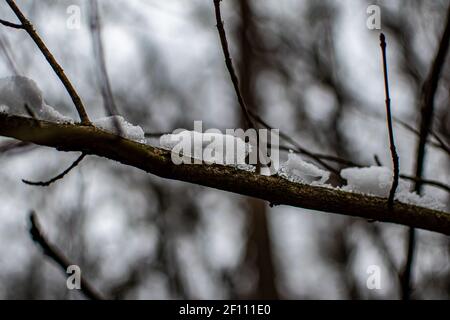 Structures de neige et de glace sur la branche, photo de gros plan de la fonte de la neige Banque D'Images