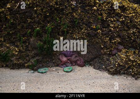 Gros plan de plusieurs étoiles de mer orange et pourpres de l'espèce Pisaster ochraceus pendent du mur de Cape Scott provincial à marée basse. Banque D'Images