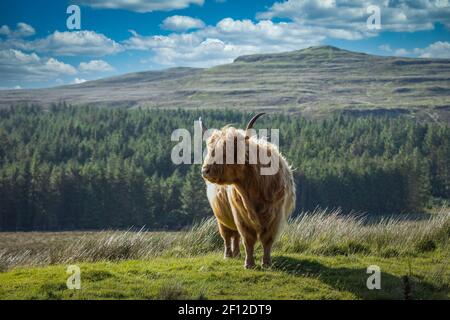 Bétail des Highlands sur l'île de Skye, en Écosse Banque D'Images