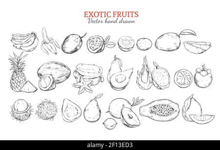 Collection de fruits exotiques et tropicaux monochromes de style dessiné à la main illustration vectorielle isolée Illustration de Vecteur