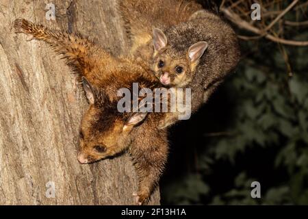 Possum commun avec bébé Banque D'Images