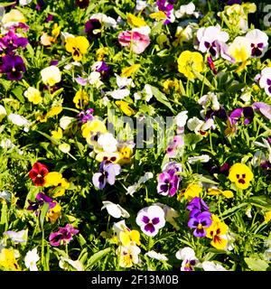 Les fleurs et le jardin Banque D'Images