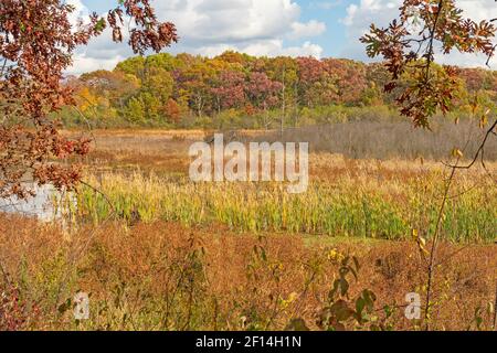 Couleurs d'automne autour d'un marais dans l'État de Volo Bog Zone naturelle de l'Illinois Banque D'Images