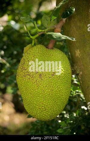 Jackfruit poussant sur un arbre, île de Tân Phong, delta du Mékong, Vietnam. Artocarpus heterophyllus Banque D'Images