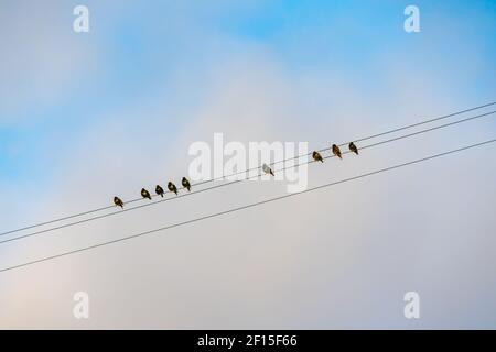 Des starlings ont pris l'avion. Troupeau d'oiseaux assis sur des fils et ciel nuageux sur fond. Banque D'Images