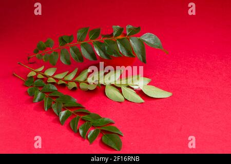 Feuilles de curry et tomates, disposées sur fond texturé, isolées. Banque D'Images