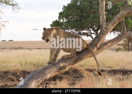 Portrait d'une lionne explorant le Bush à Tarangire Parc national en Tanzanie Banque D'Images