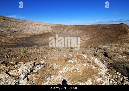 Buisson de fleur dans la colline volcanique de los volcanes plante d'été Banque D'Images