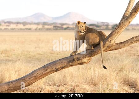 Portrait d'une lionne explorant le Bush à Tarangire Parc national en Tanzanie Banque D'Images