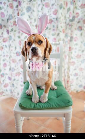 Jeune beagle en costume de lapin Banque D'Images