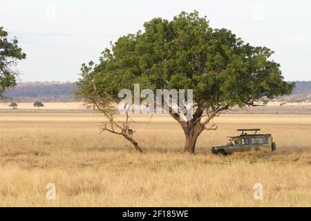 Portrait d'une lionne explorant le Bush à Tarangire Parc national en Tanzanie Banque D'Images