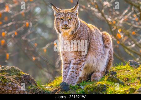 mignon jeune lynx dans la forêt sauvage colorée Banque D'Images