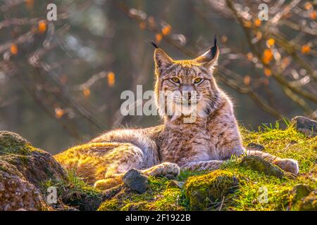 mignon jeune lynx dans la forêt sauvage colorée Banque D'Images