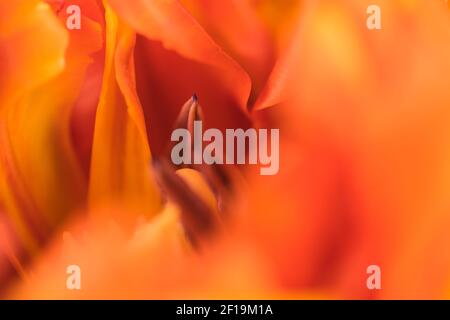 Regarder à l'intérieur d'une fleur de tulipe (1) Banque D'Images