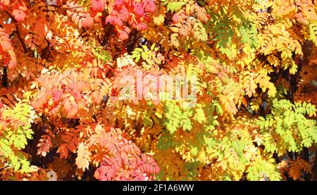 Saison d'automne calme. Rowan laisse dans la forêt d'automne. Rowan-arbre avec feuilles vertes, jaunes et orange dans la forêt Banque D'Images