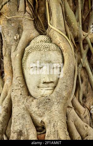 Tête de Bouddha en grès dans les racines de l'arbre à Wat Mahathat, Ayutthaya, Thaïlande Banque D'Images