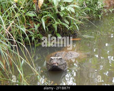 Caiman à l'eau au zoo de Puyo, en Équateur Banque D'Images